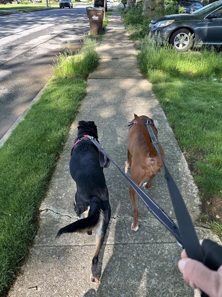 Enlarge Belle (fka Beauty), a Adoptable mixed breed in Pottstown, PA image 1/6