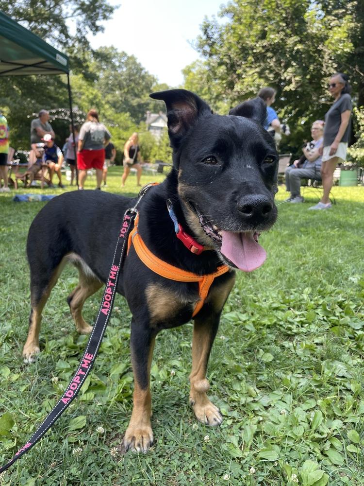 Belle (fka Beauty), Adoptable, Senior Female Labrador Retriever.