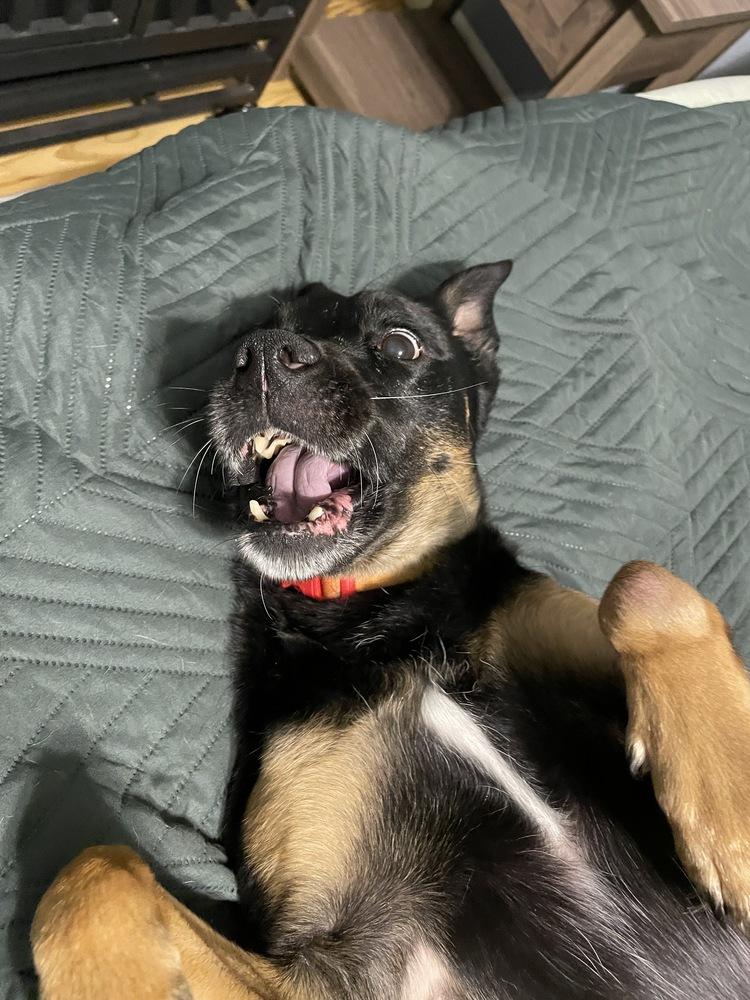 Belle (fka Beauty) — thumbnail 3