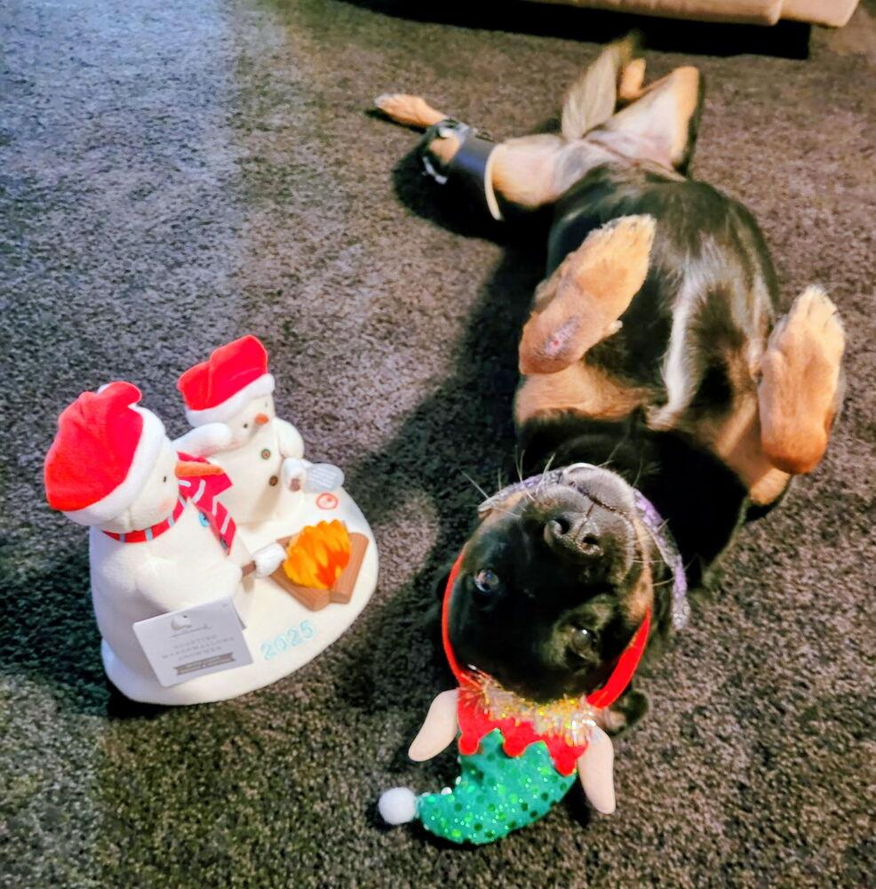 Belle (fka Beauty) — thumbnail 4