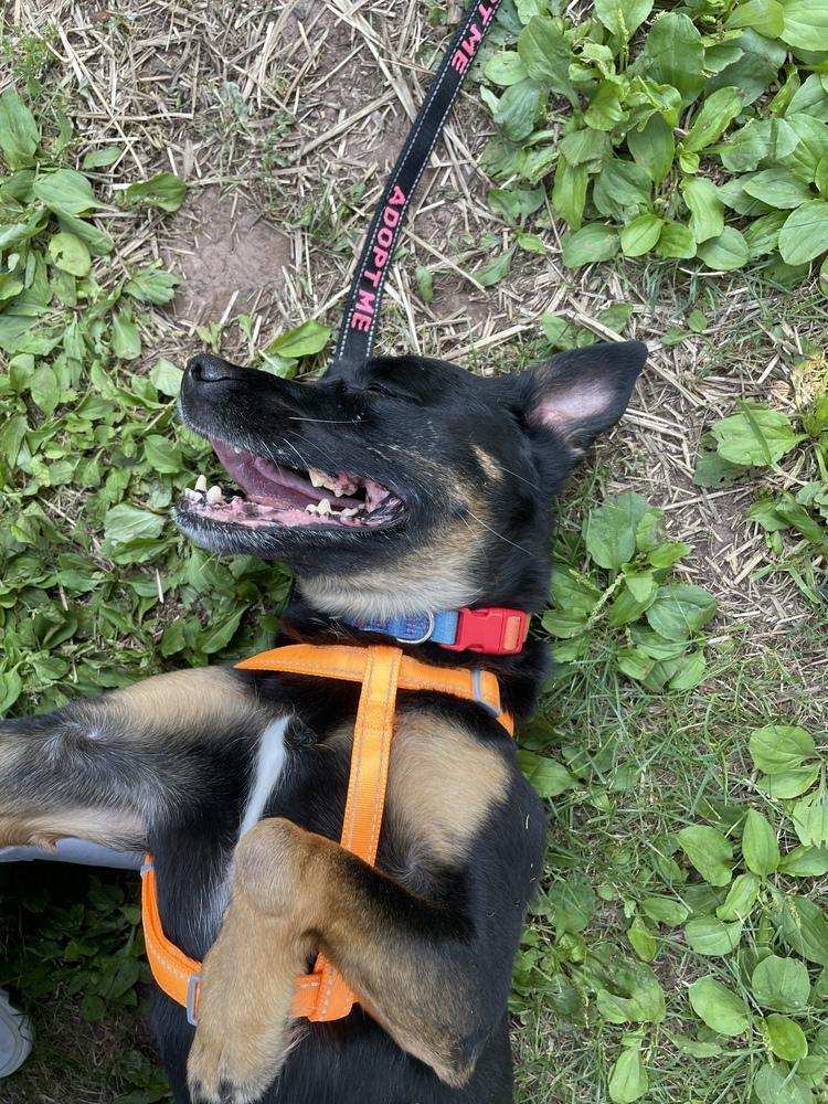 Belle (fka Beauty), Adoptable, Senior Female Labrador Retriever.