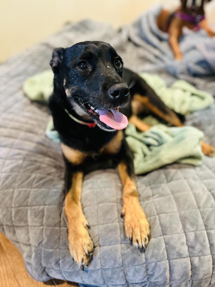 Enlarge Belle (fka Beauty), a Adoptable mixed breed in Pottstown, PA image 5/6