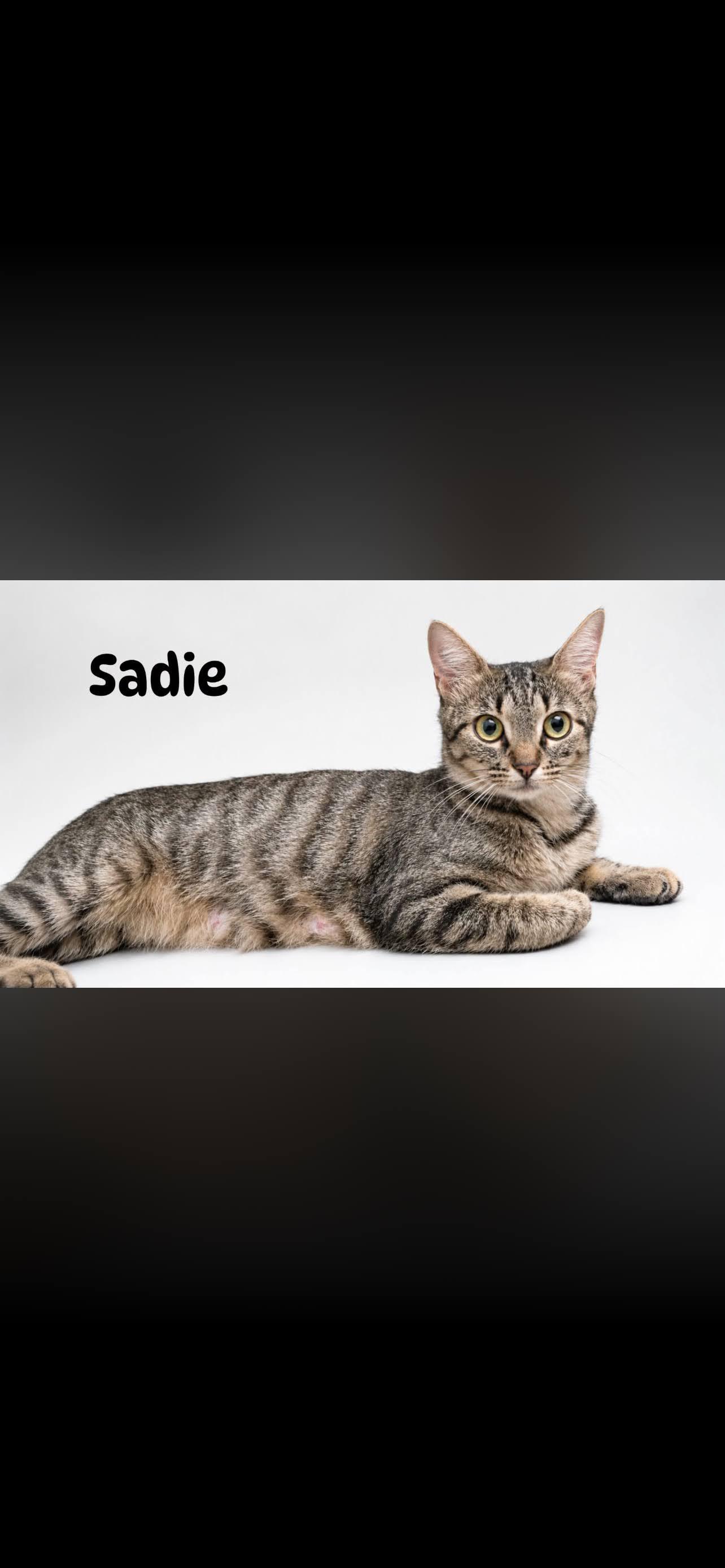 Enlarge Sadie, a ADOPTABLE Domestic Short Hair in Arlington, TX image 1/1