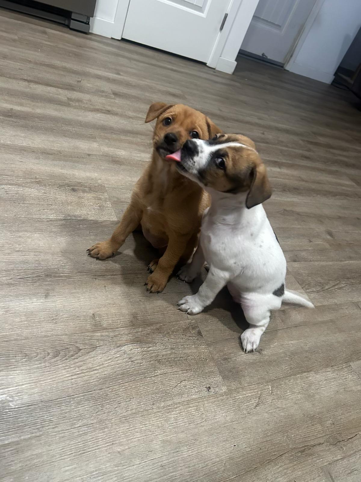 Smores, a ADOPTABLE mixed breed in McMinnville, OR image 2/4