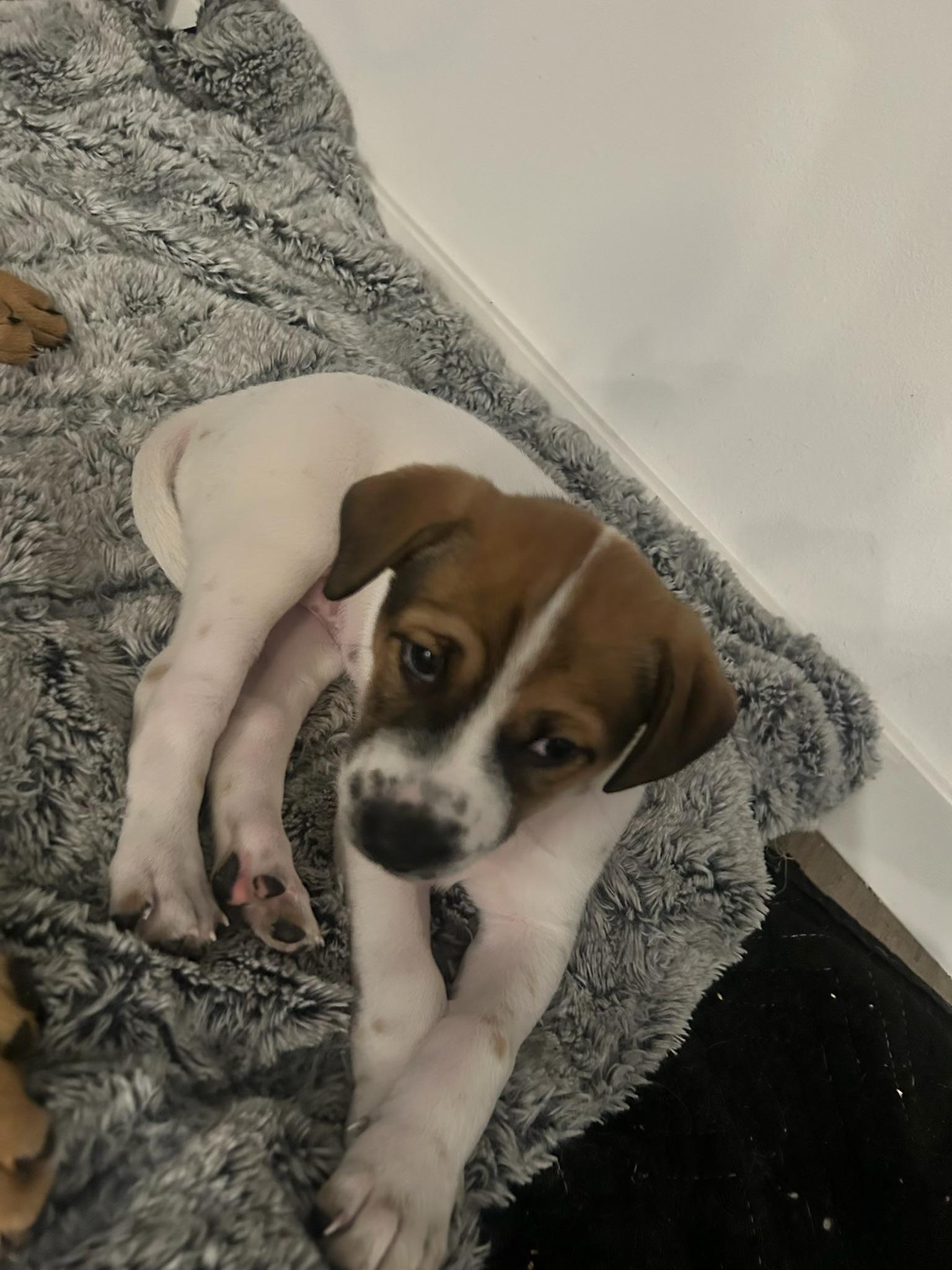 Smores, a ADOPTABLE mixed breed in McMinnville, OR image 1/4