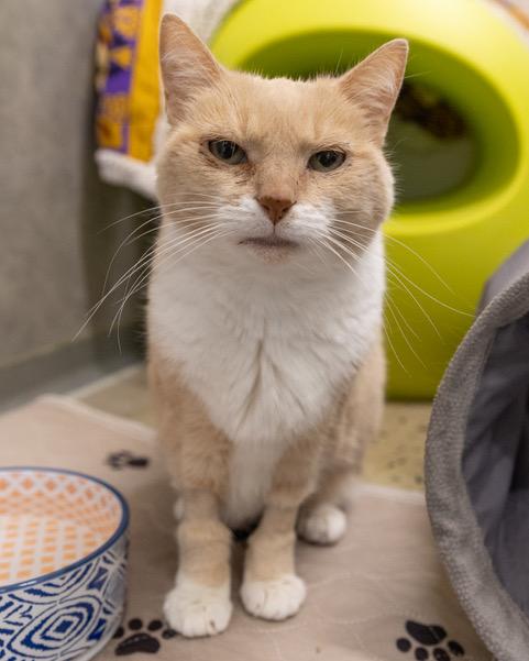 MIA, Adoptable, Adult Female Domestic Short Hair.
