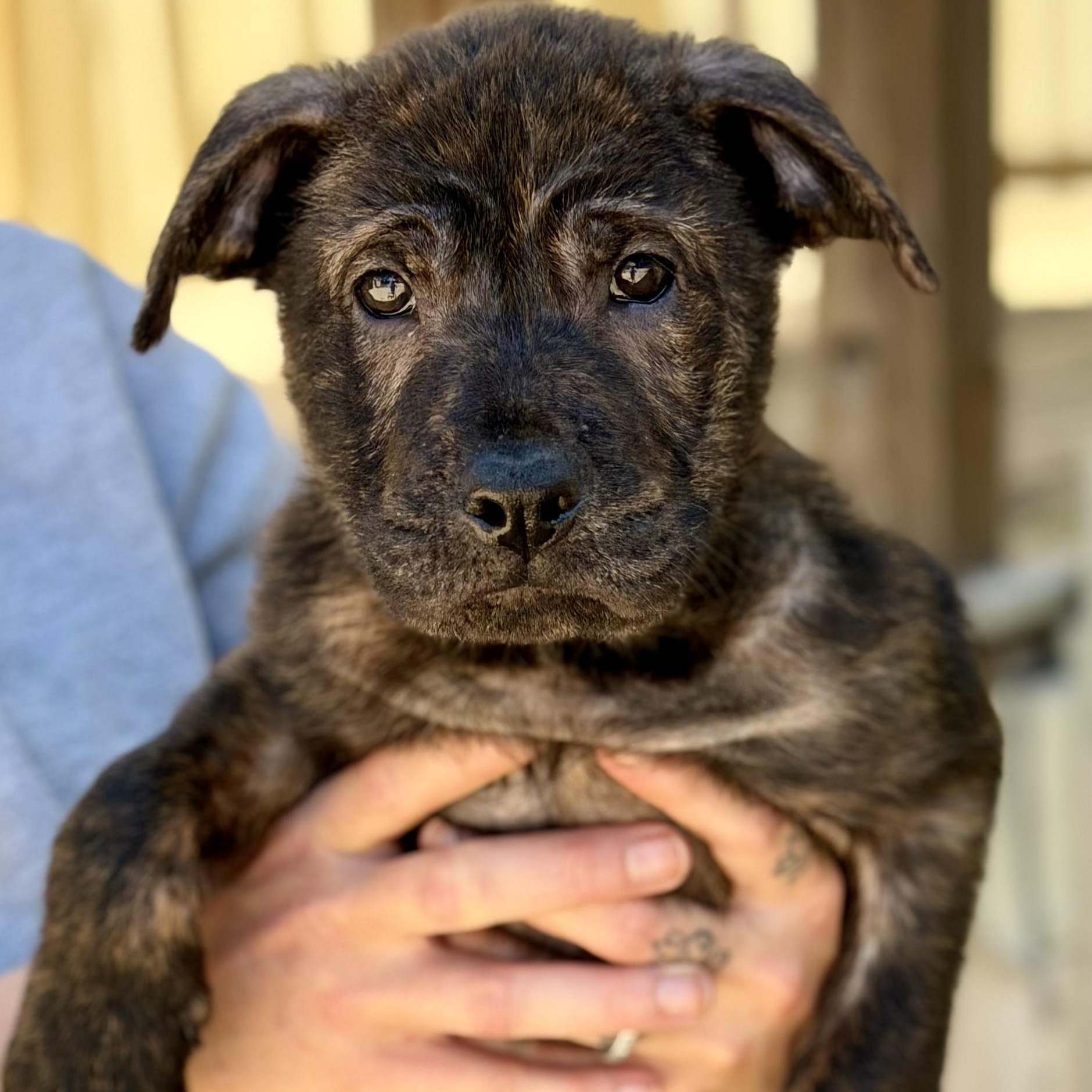 GUINNESS - ARRIVING IN MAINE JUNE 13TH, ADOPTABLE, Puppy Male Mixed Breed.