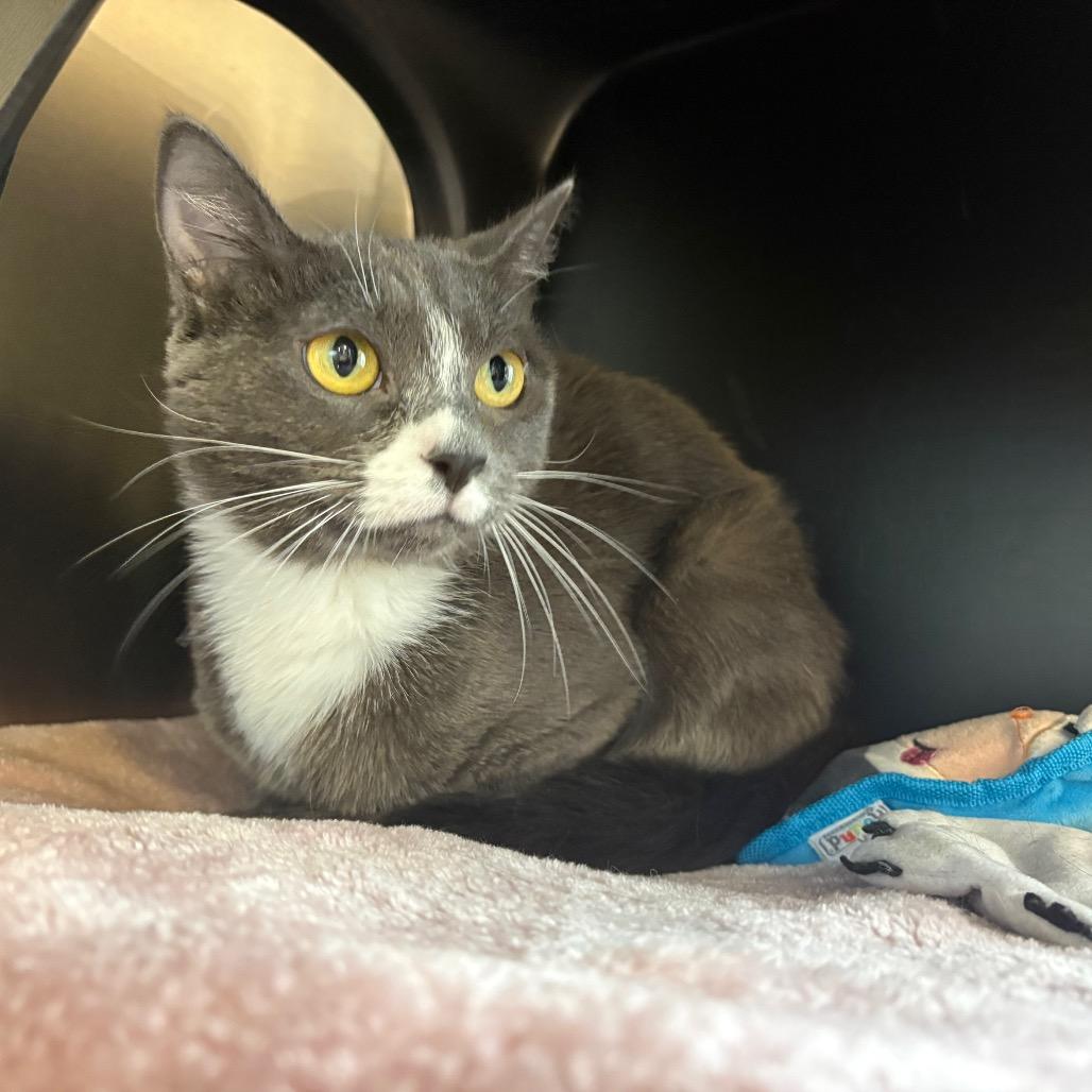 Fallon, Adoptable, Adult Female Domestic Short Hair.