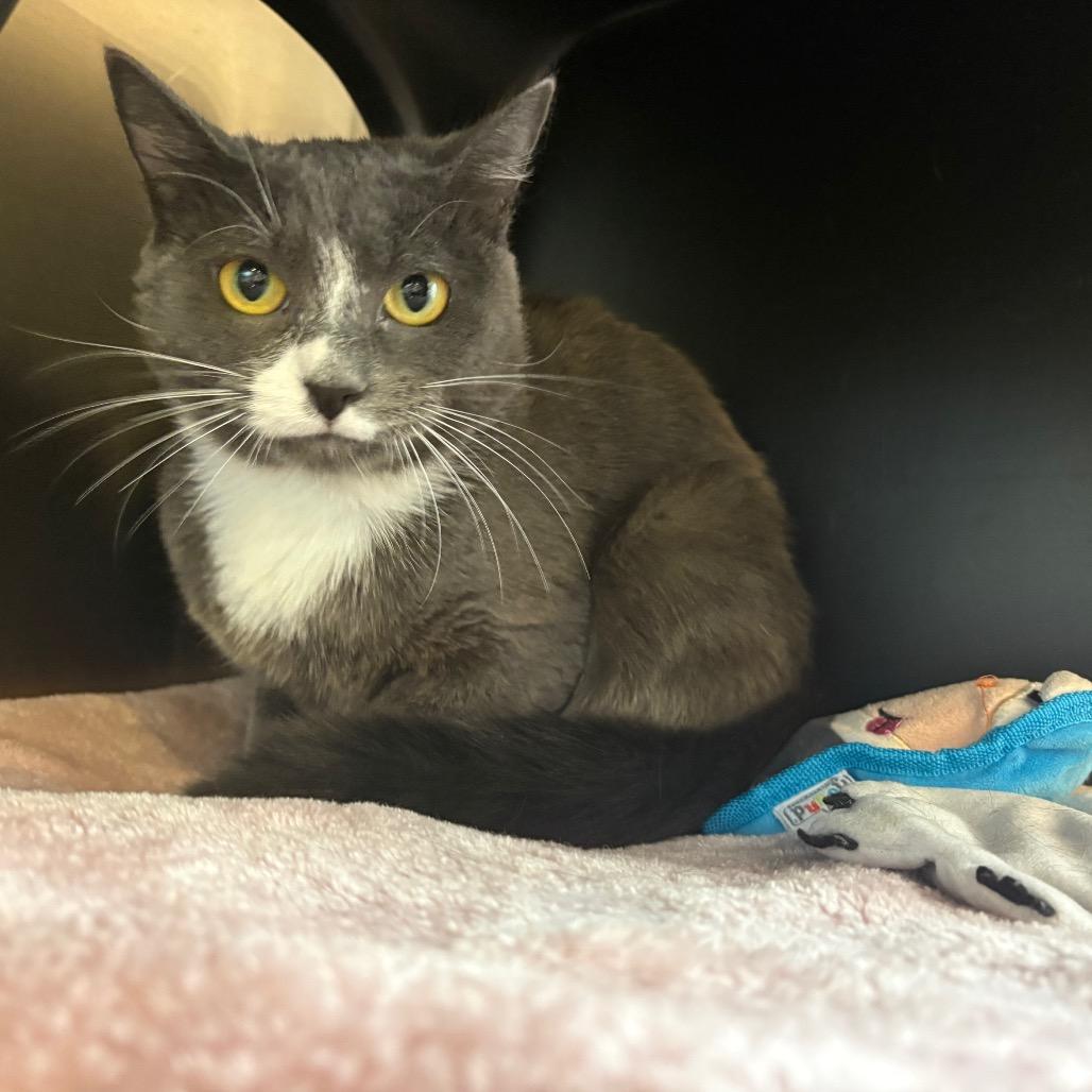 Enlarge Fallon, a Adoptable Domestic Short Hair in Spokane, WA image 2/2