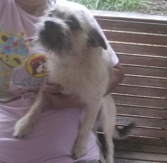 Enlarge Leo, a ADOPTABLE mixed breed in Baker, LA image 2/4