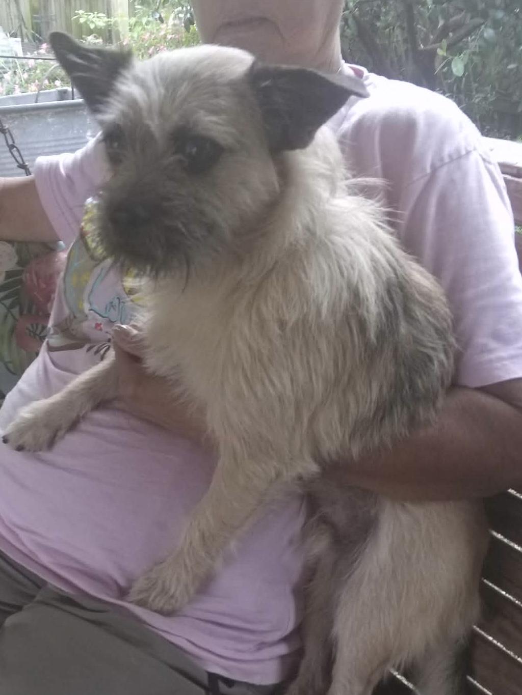 Enlarge Leo, a ADOPTABLE mixed breed in Baker, LA image 4/4