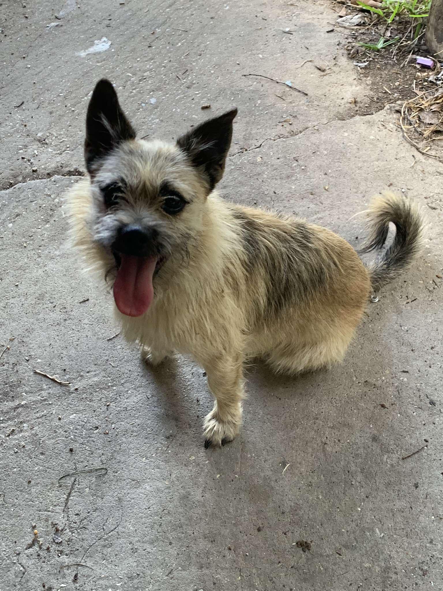 Leo, ADOPTABLE, Adult Male Terrier.