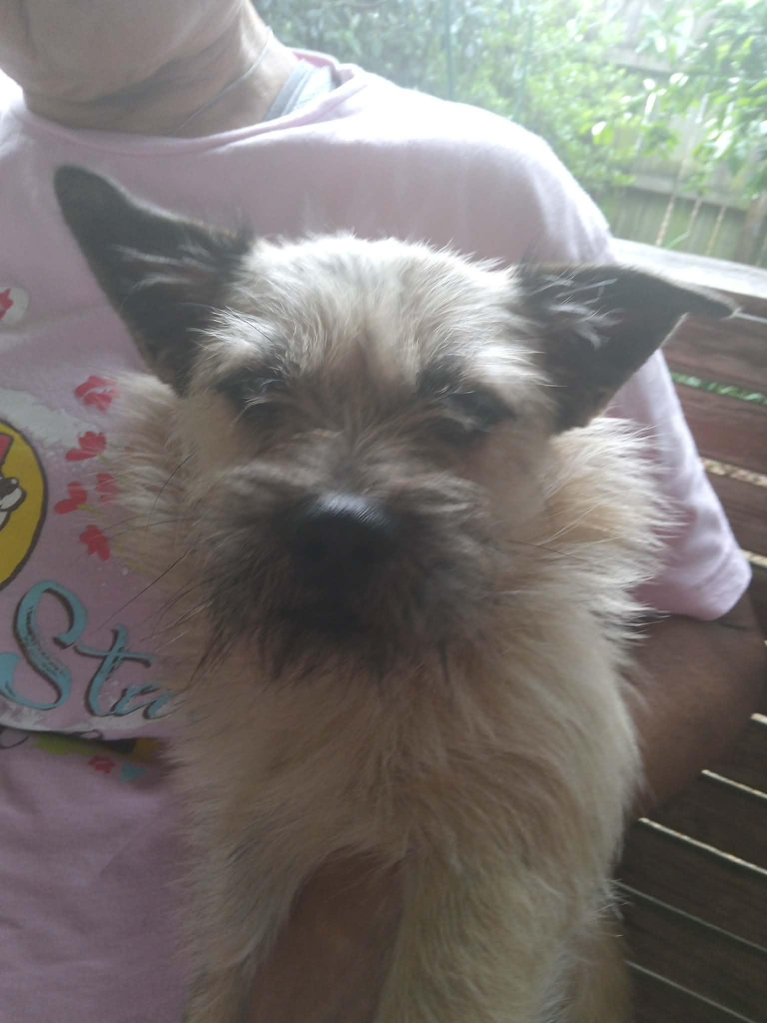 Enlarge Leo, a ADOPTABLE mixed breed in Baker, LA image 3/4