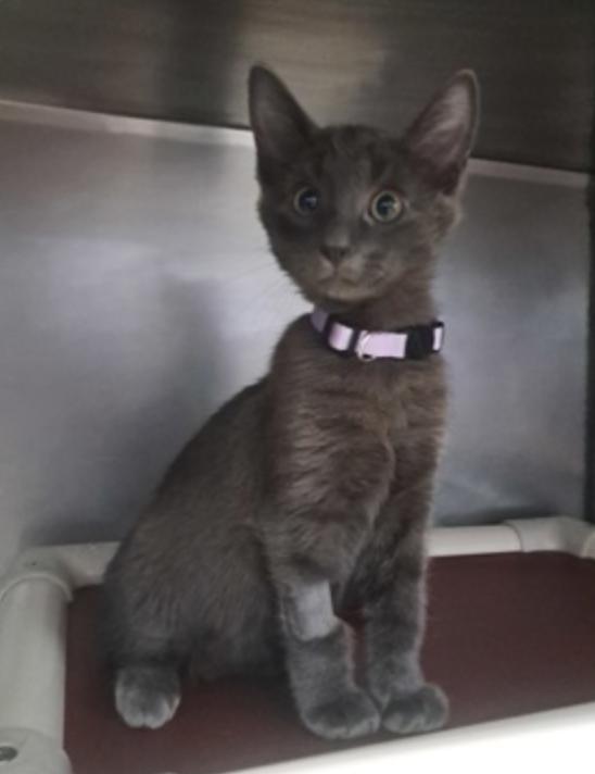 Riesling, Adopted, Kitten Male Domestic Short Hair.
