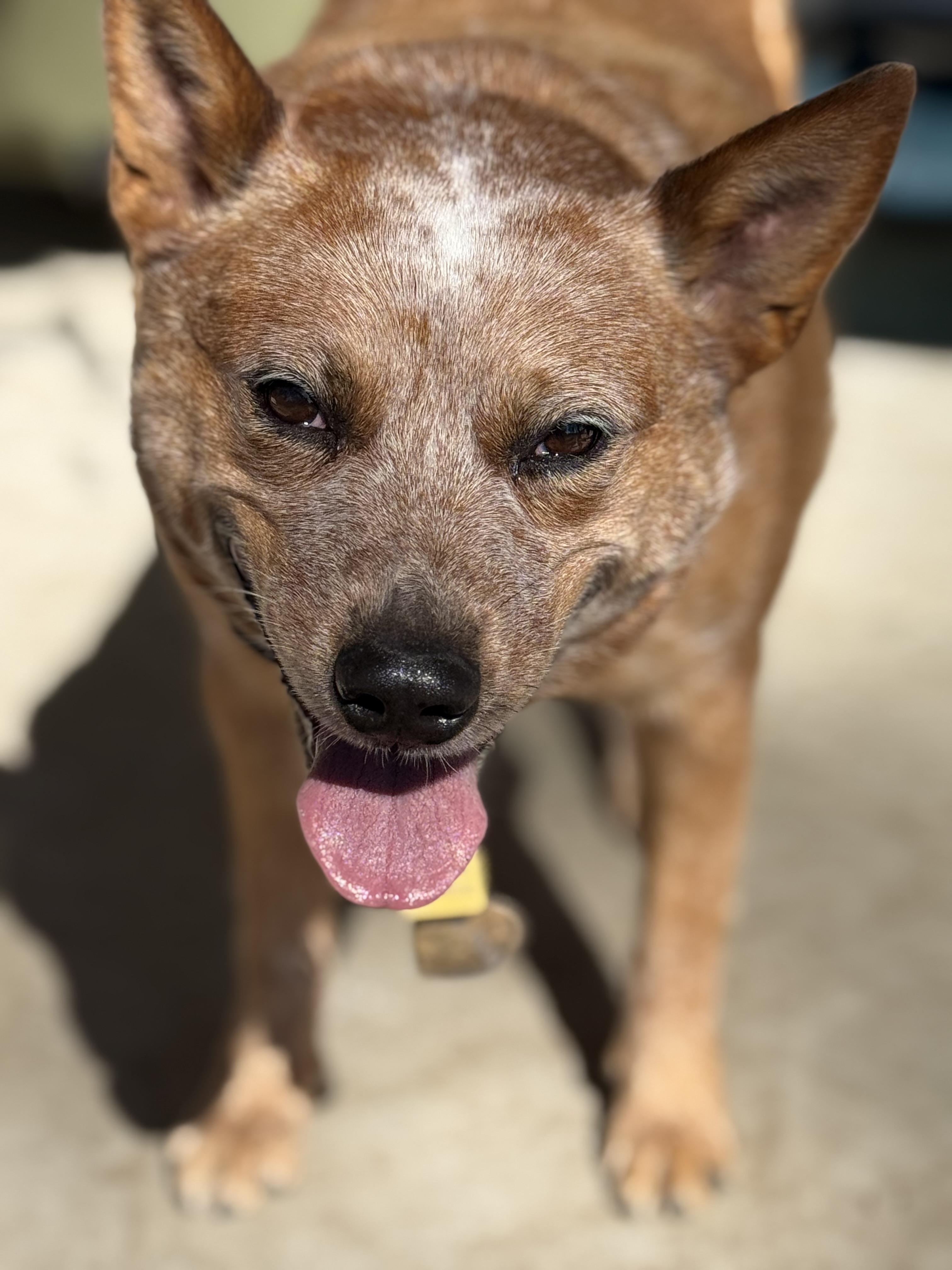Enlarge June Bug, an adoptable Australian Cattle Dog / Blue Heeler in Folkston, GA image 1/4
