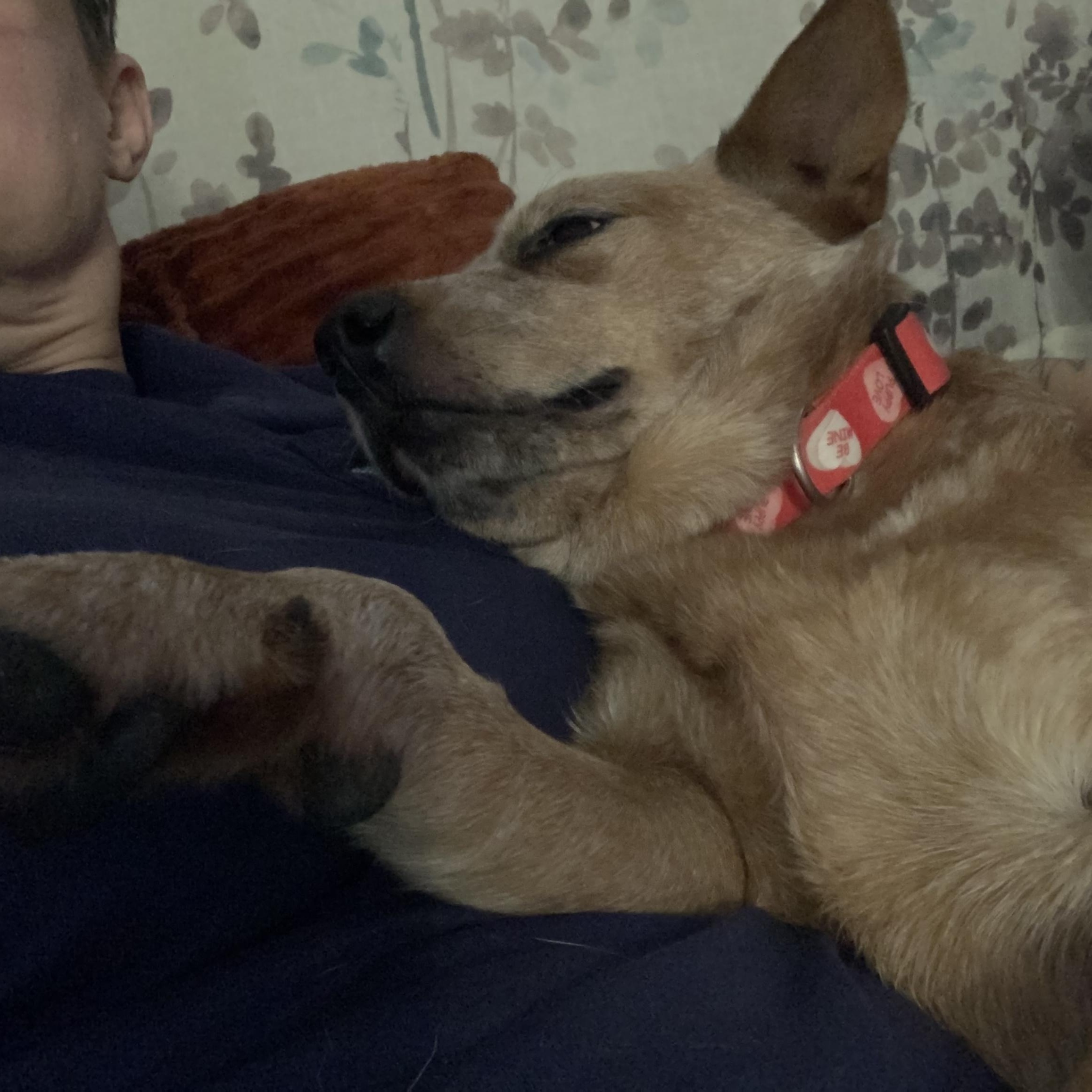 Enlarge June Bug, a Adoptable Australian Cattle Dog / Blue Heeler in Folkston, GA image 3/3