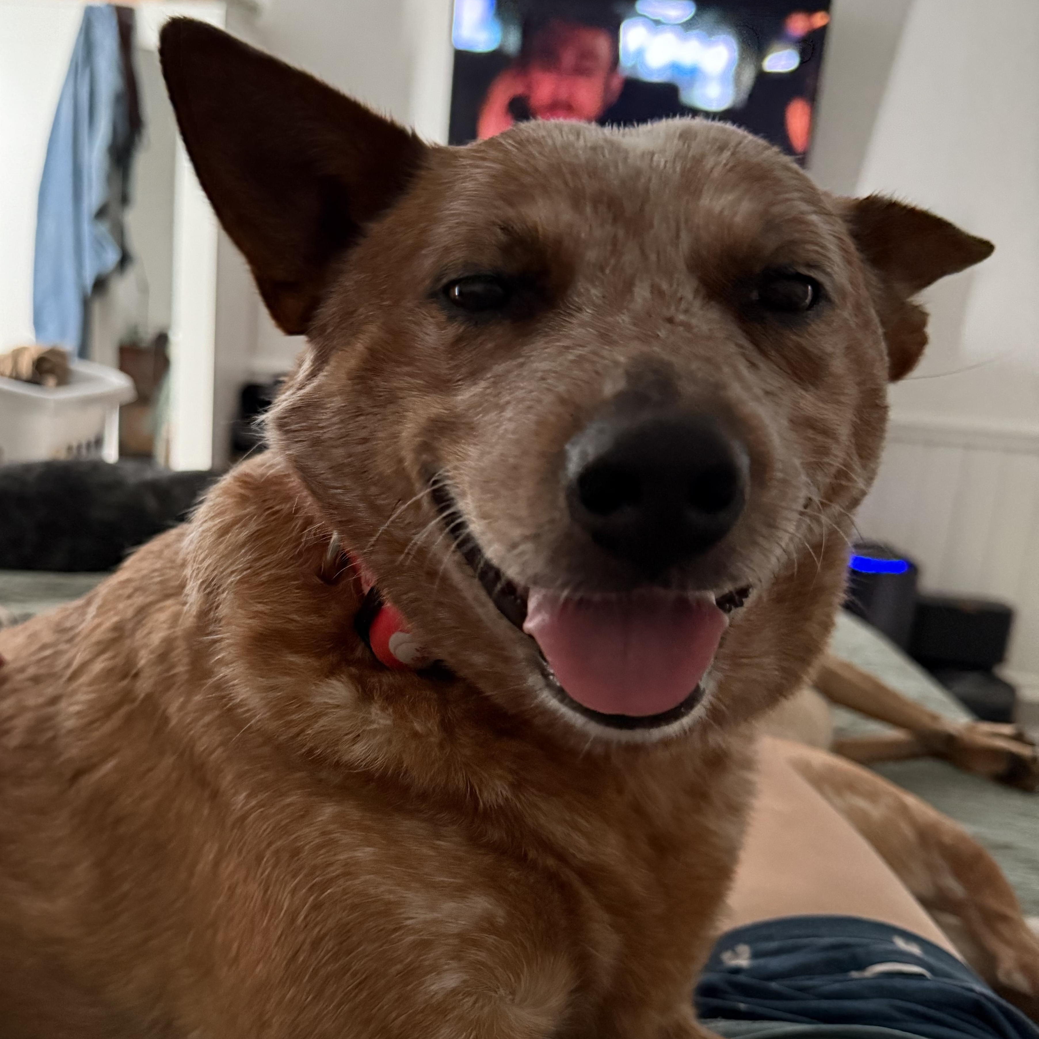 Enlarge June Bug, a Adoptable Australian Cattle Dog / Blue Heeler in Folkston, GA image 2/3
