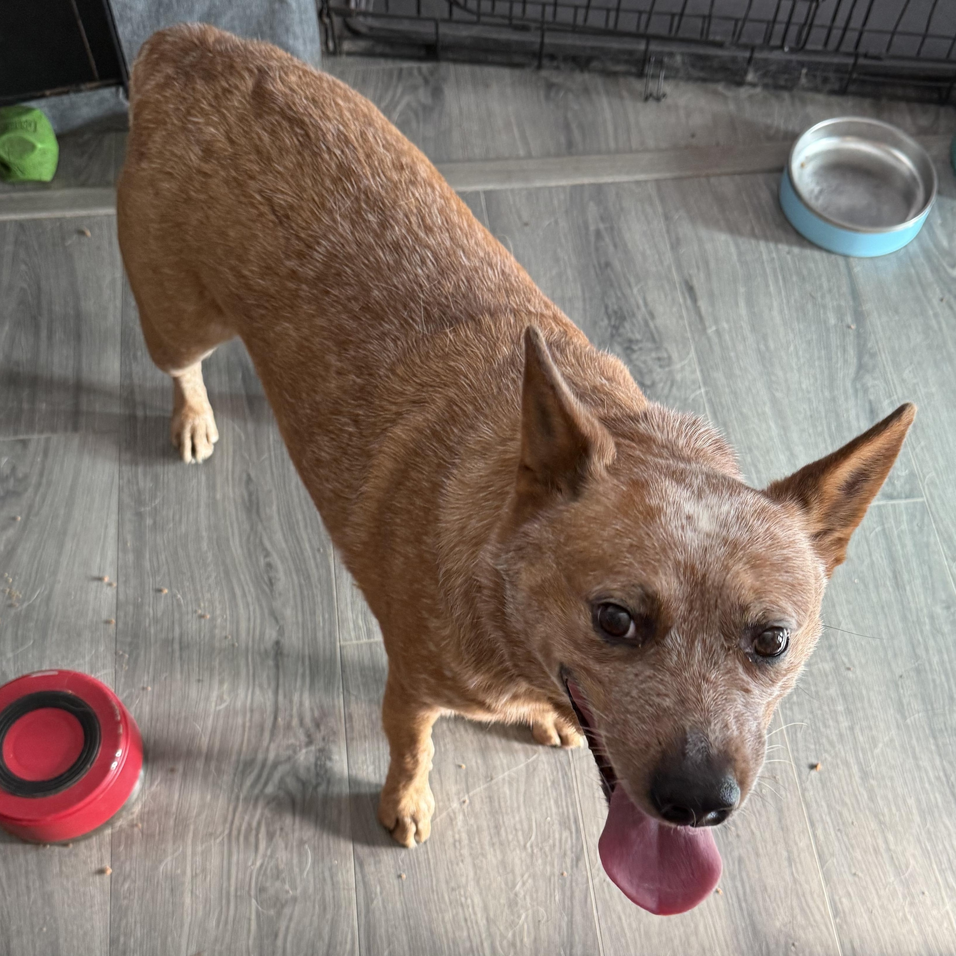 June Bug, Adoptable, Young Female Australian Cattle Dog / Blue Heeler.