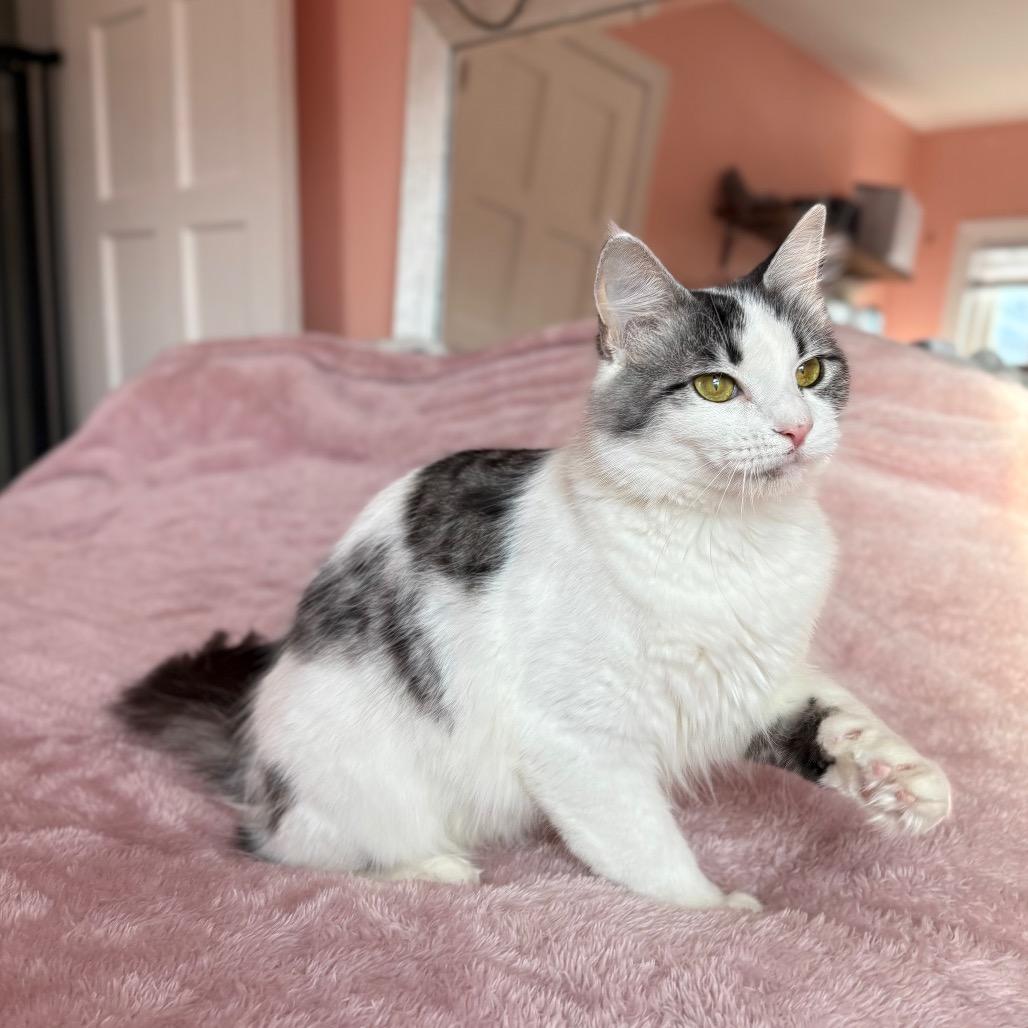 Enlarge Sarah, a Adoptable Domestic Long Hair in Lexington, KY image 1/6