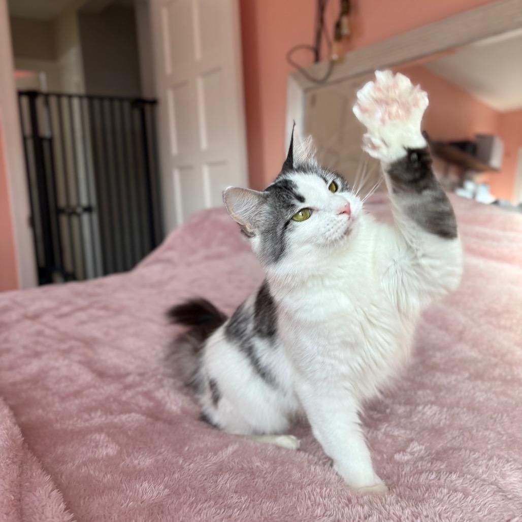 Enlarge Sarah, a Adoptable Domestic Long Hair in Lexington, KY image 2/6