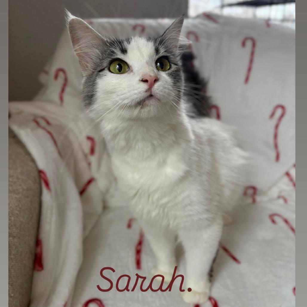 Enlarge Sarah, a Adoptable Domestic Long Hair in Lexington, KY image 3/6