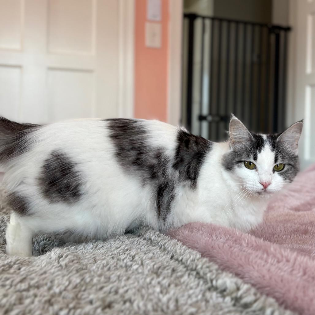 Enlarge Sarah, a Adoptable Domestic Long Hair in Lexington, KY image 4/6