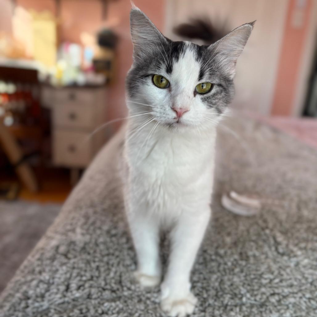 Enlarge Sarah, a Adoptable Domestic Long Hair in Lexington, KY image 5/6