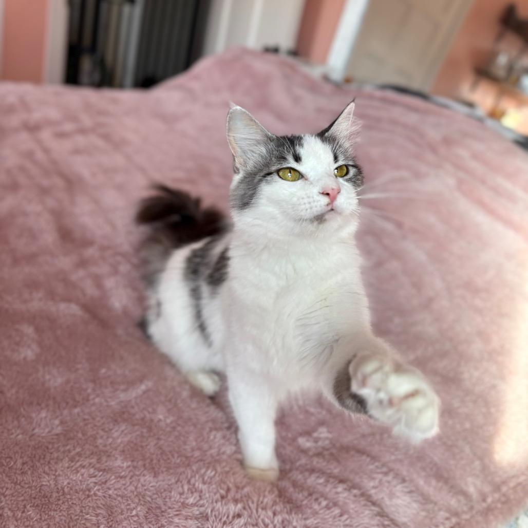 Enlarge Sarah, a Adoptable Domestic Long Hair in Lexington, KY image 6/6