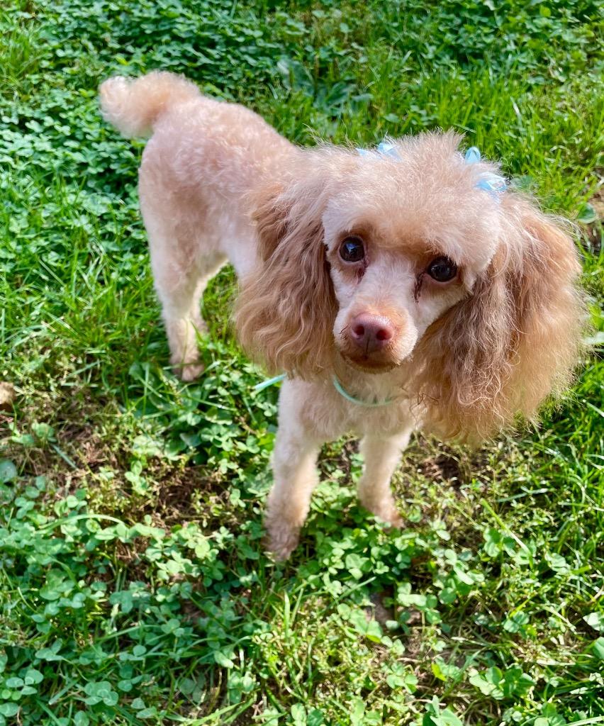Rosie, Adoptable, Adult Female Poodle.