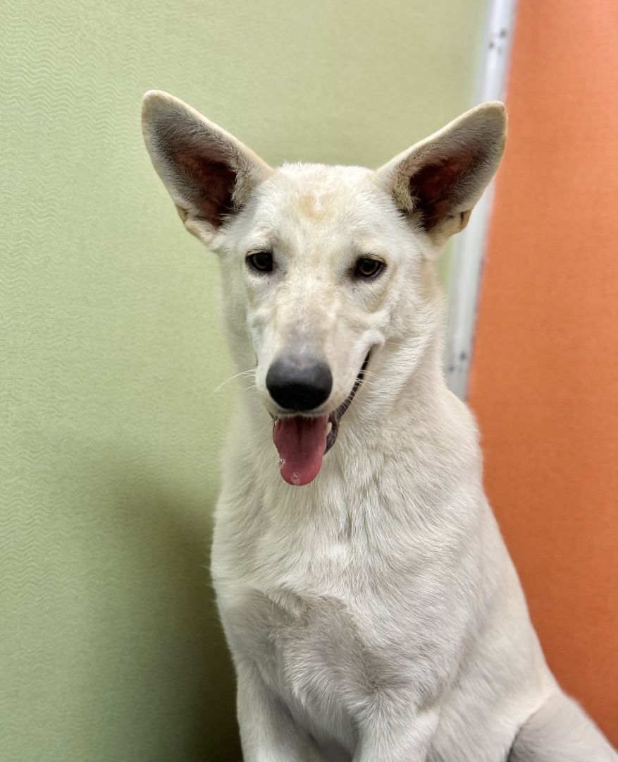 Enlarge Spirit, a Adoptable Shepherd in Visalia, CA image 1/1