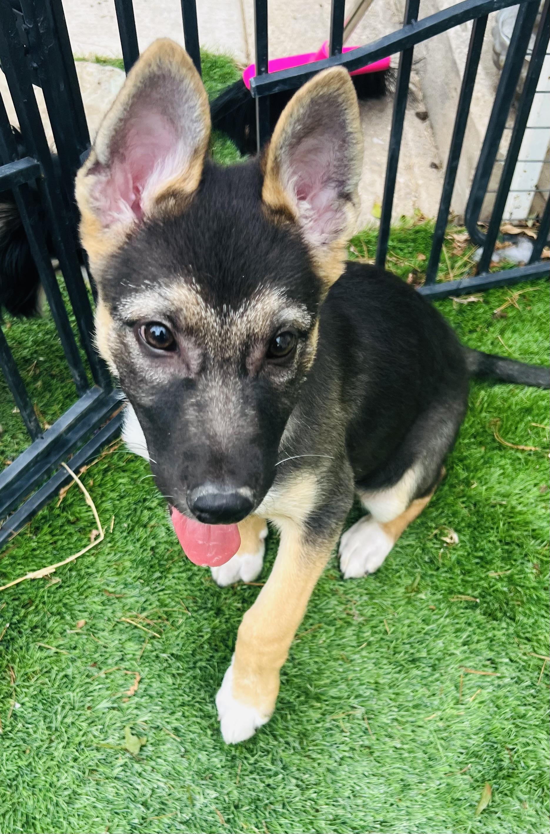 Enlarge Duke, a ADOPTABLE mixed breed in Gilbert , AZ image 3/4