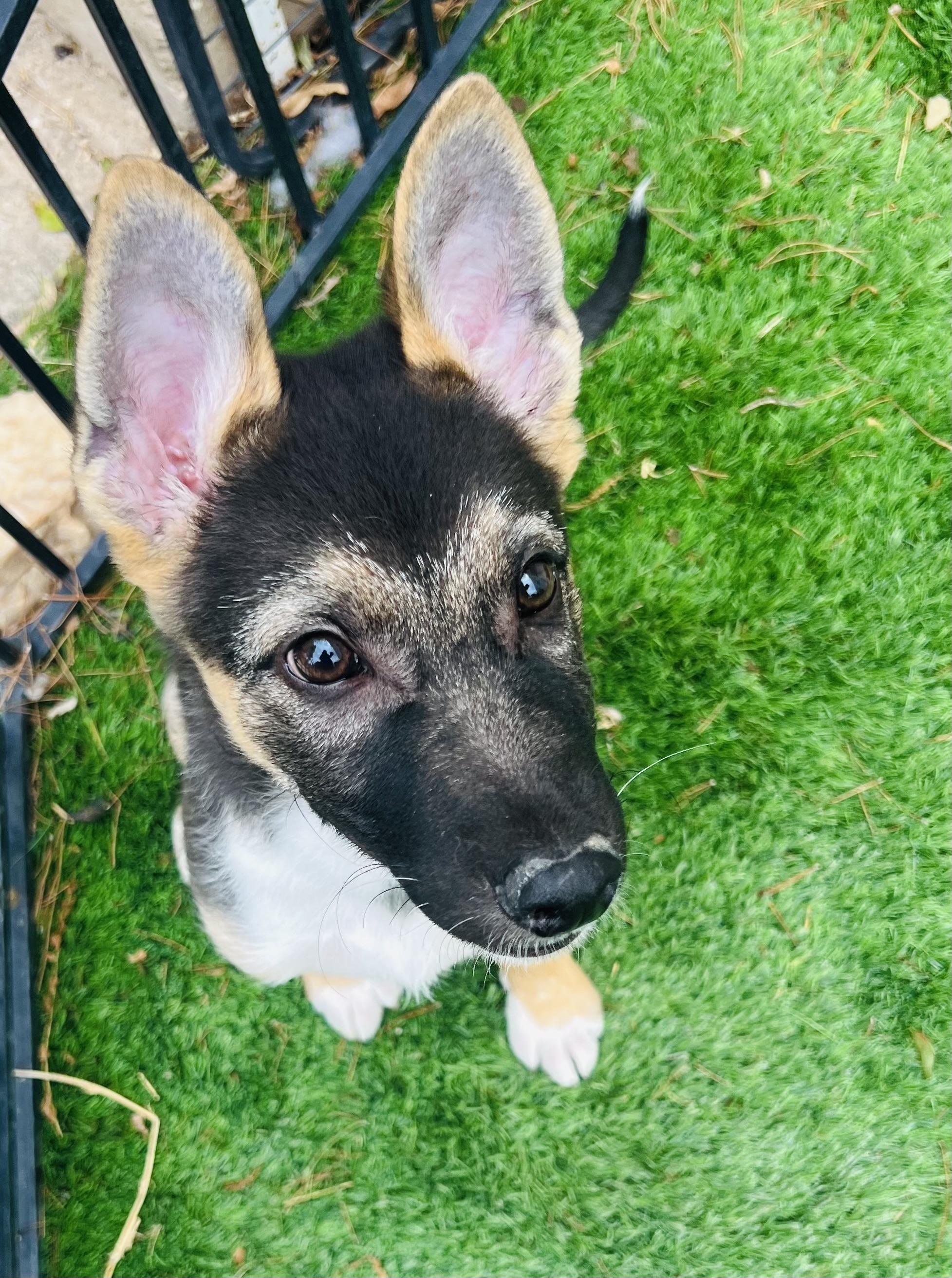 Duke, ADOPTABLE, Puppy Male German Shepherd Dog.