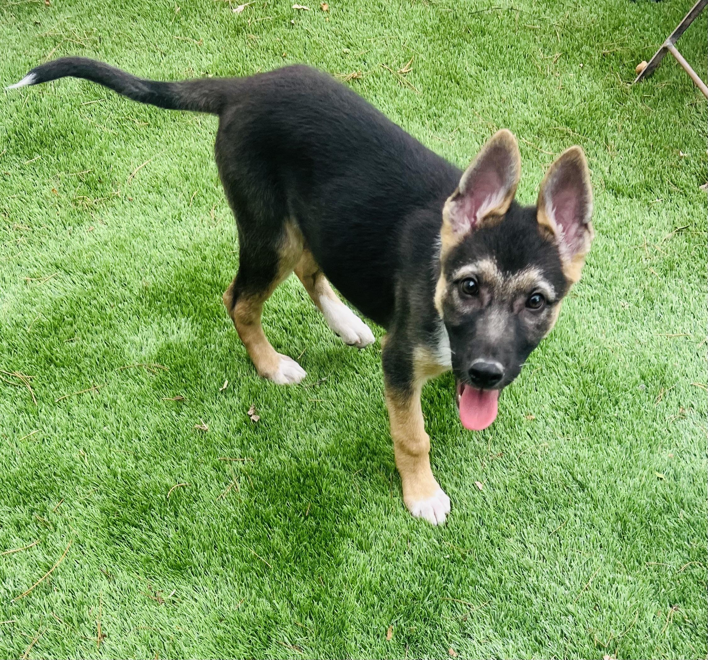 Enlarge Duke, a ADOPTABLE mixed breed in Gilbert , AZ image 2/4