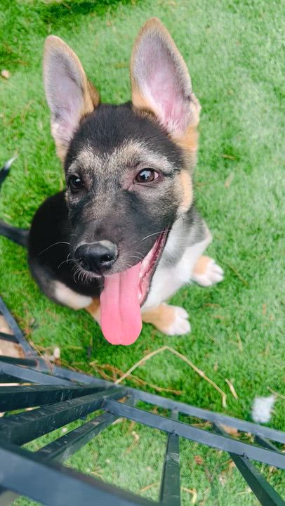 Enlarge Duke, a ADOPTABLE mixed breed in Gilbert , AZ video 4/4