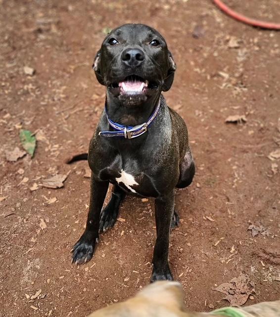 Yang $95, an adoptable Mixed Breed, Greyhound in Seneca, SC, 29678 | Photo Image 4