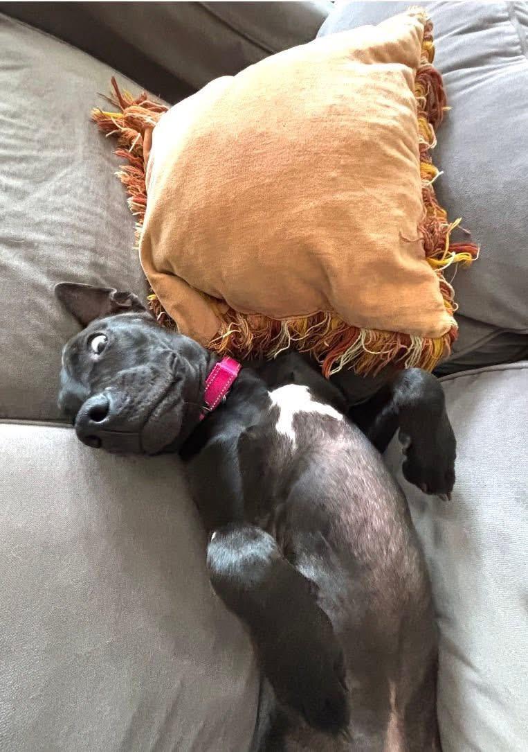 Enlarge Yang $95, a Adoptable mixed breed in Seneca, SC image 3/6