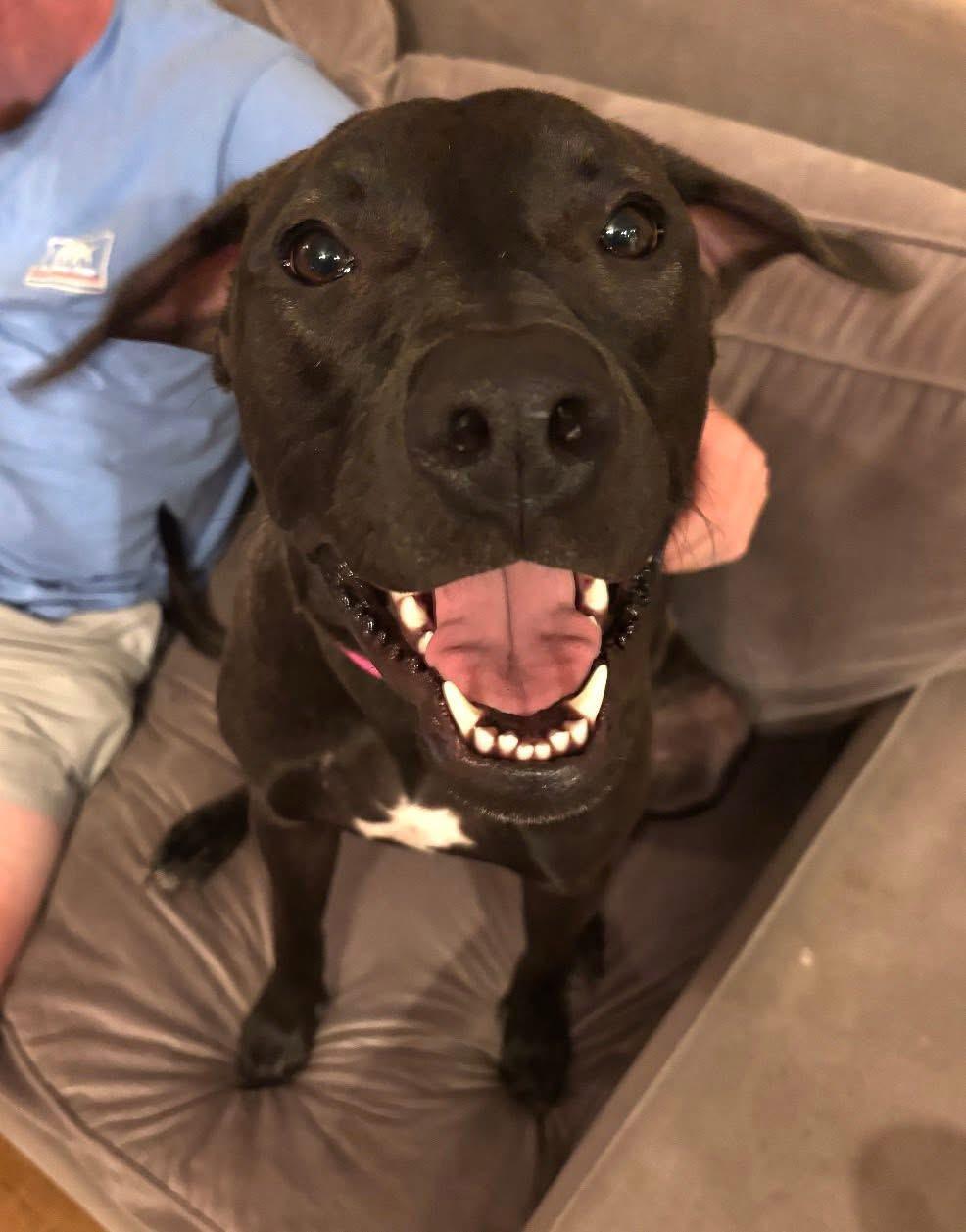 Yang $95, Adoptable, Young Female Mixed Breed & Greyhound.