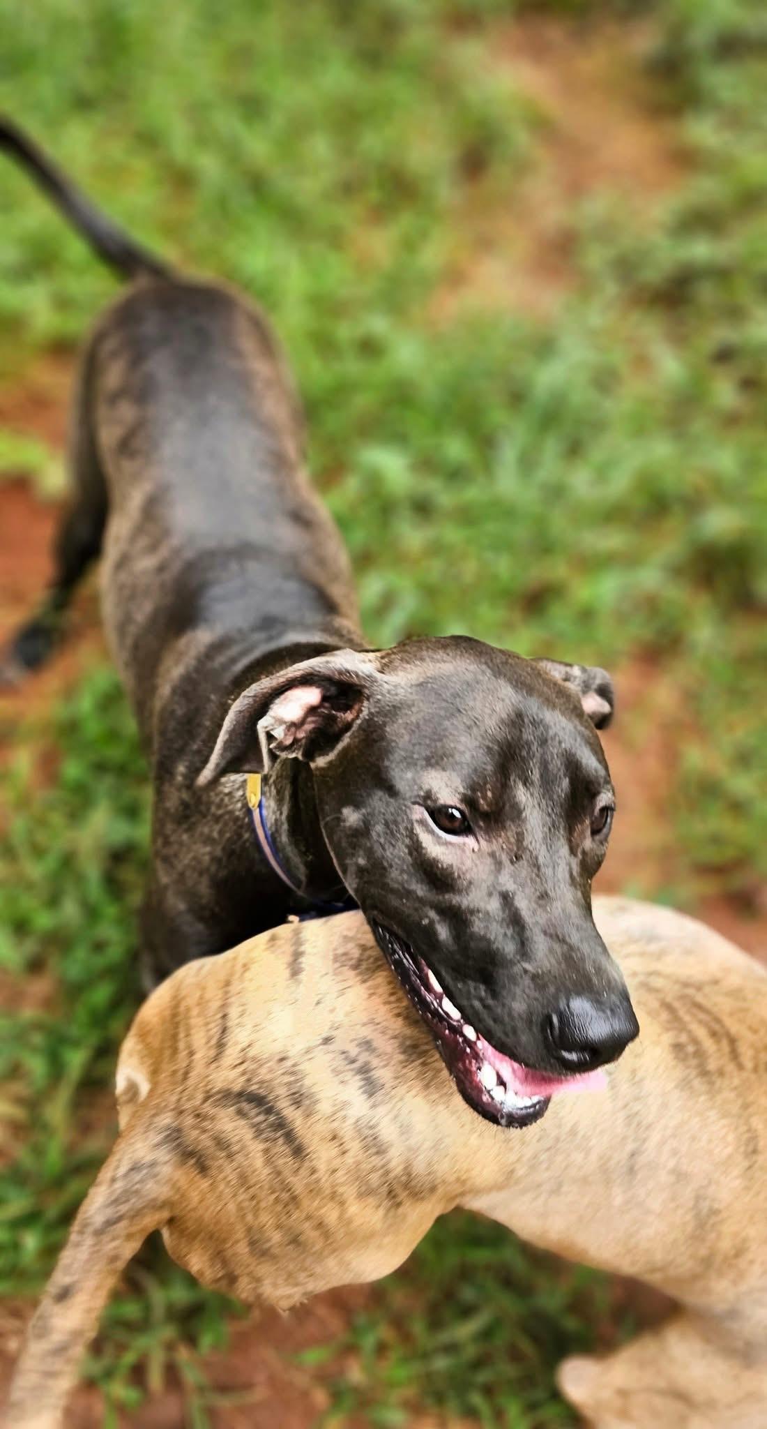 Yang $95, a Adoptable mixed breed in Seneca, SC image 5/5