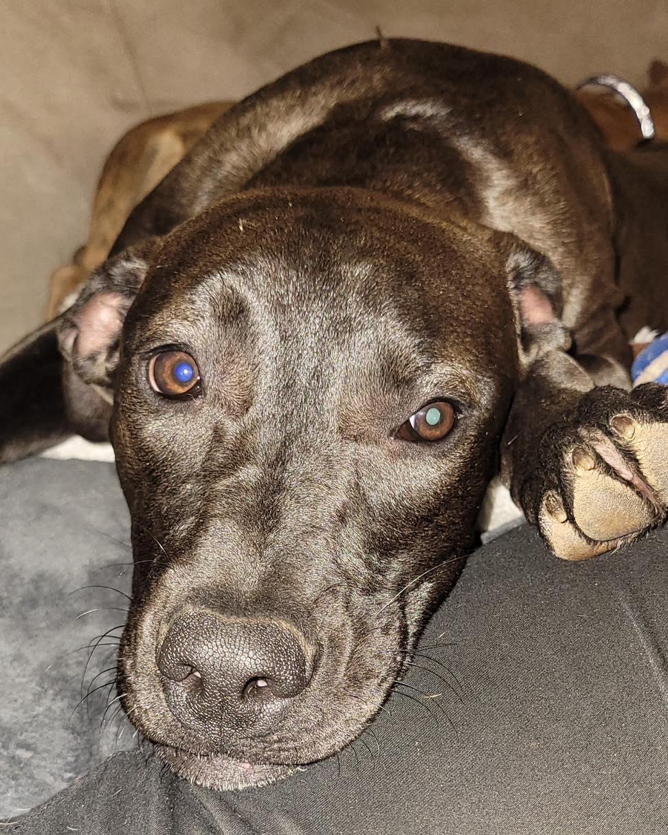 Yang $95, a Adoptable mixed breed in Seneca, SC image 3/5