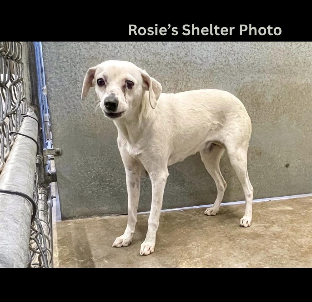 Rosie, Adoptable, Adult Male Chihuahua.