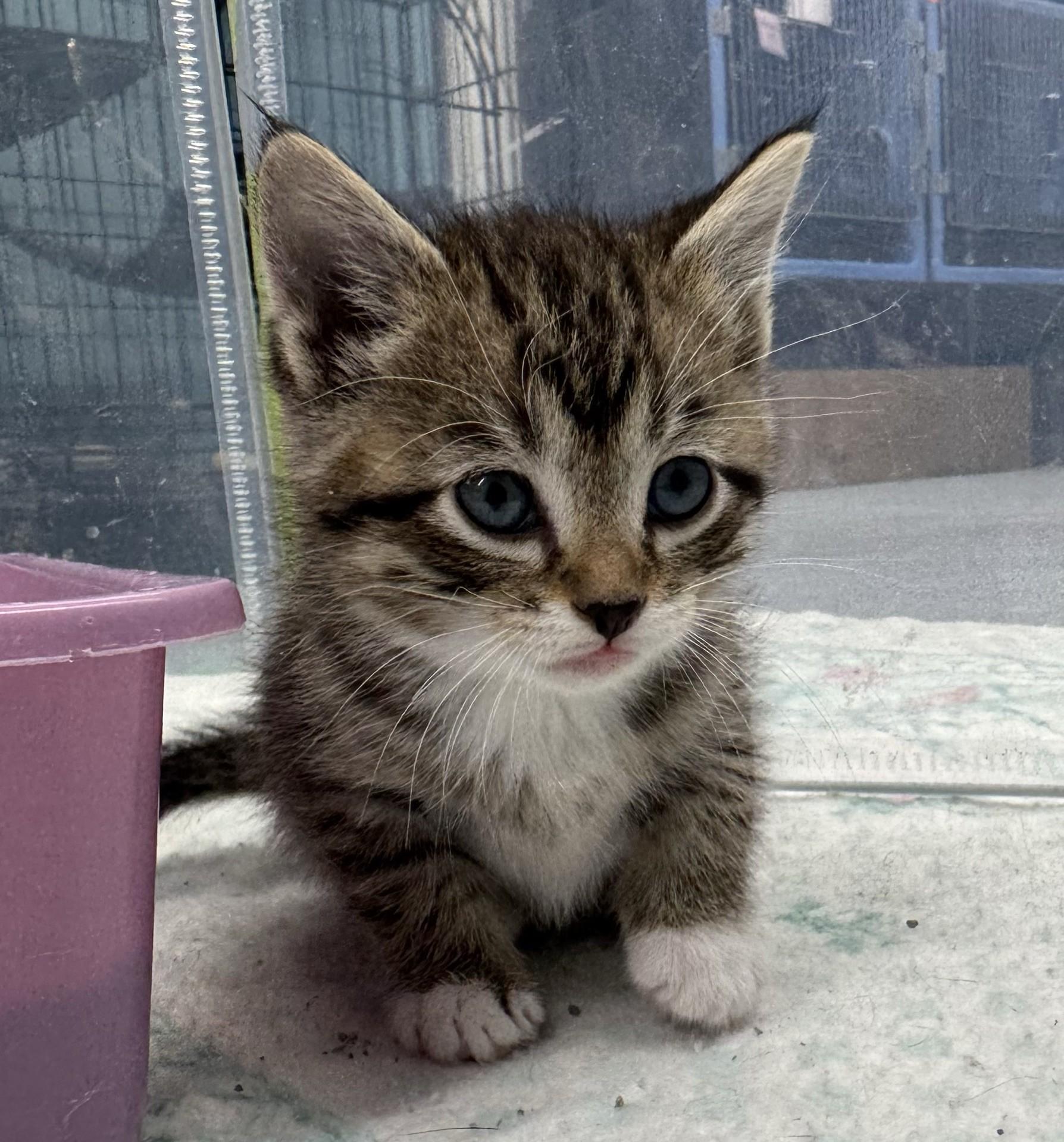 Enlarge Begonia, a Adoptable Domestic Short Hair in Morris, MN image 1/1
