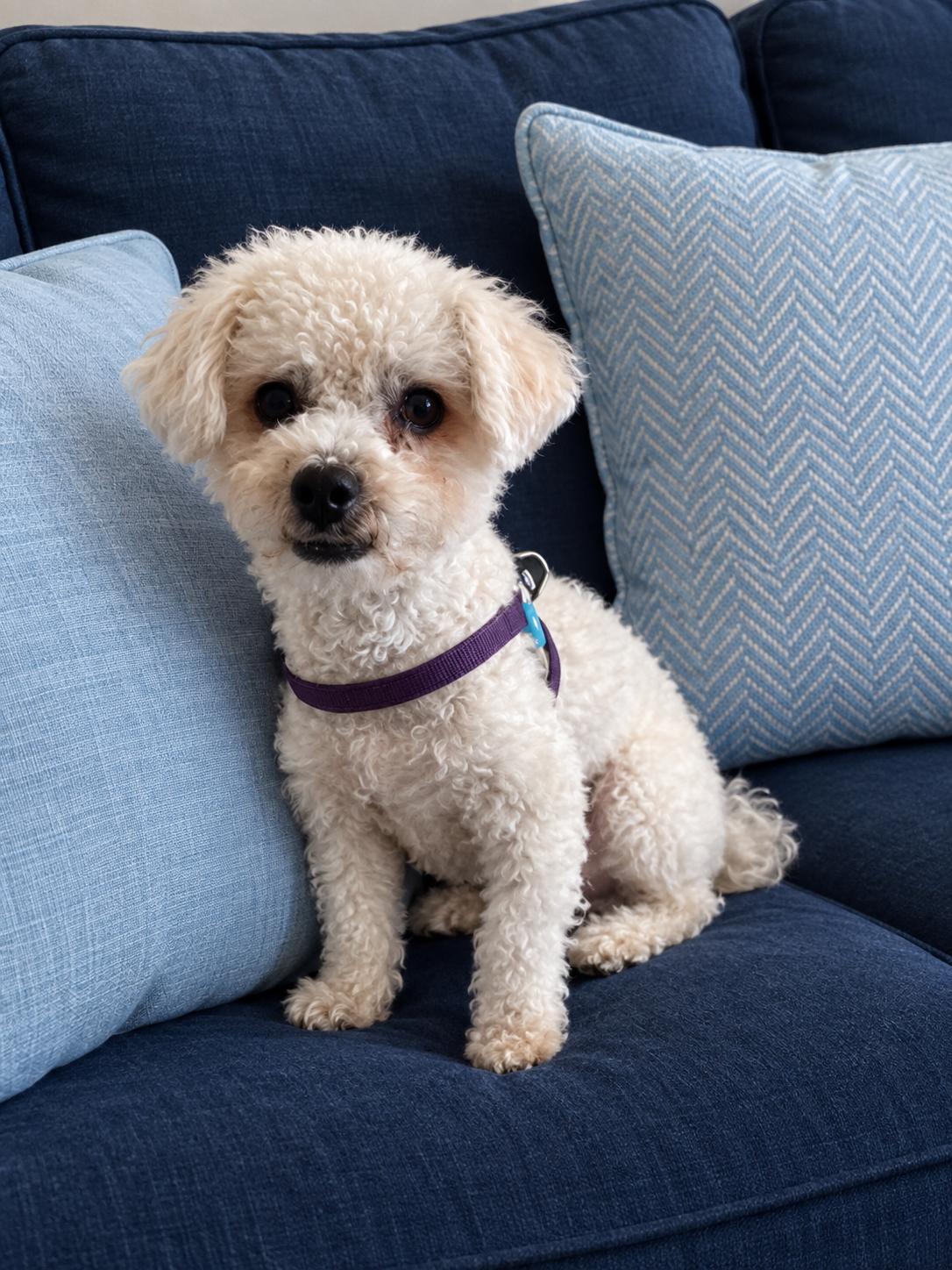 Lucas, Adoptable, Young Male Miniature Poodle.