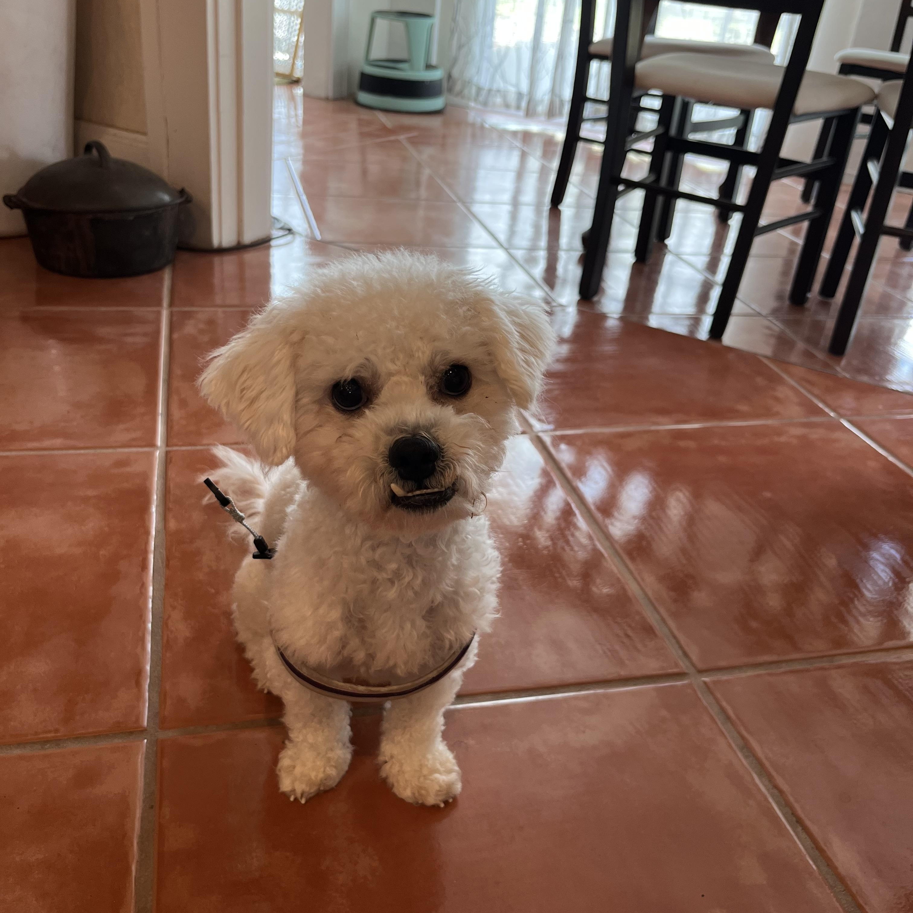 Enlarge Lucas, a Adoptable Miniature Poodle in Bradenton, FL image 3/3