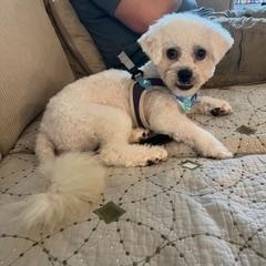 Enlarge Lucas, a Adoptable Miniature Poodle in Bradenton, FL image 2/3