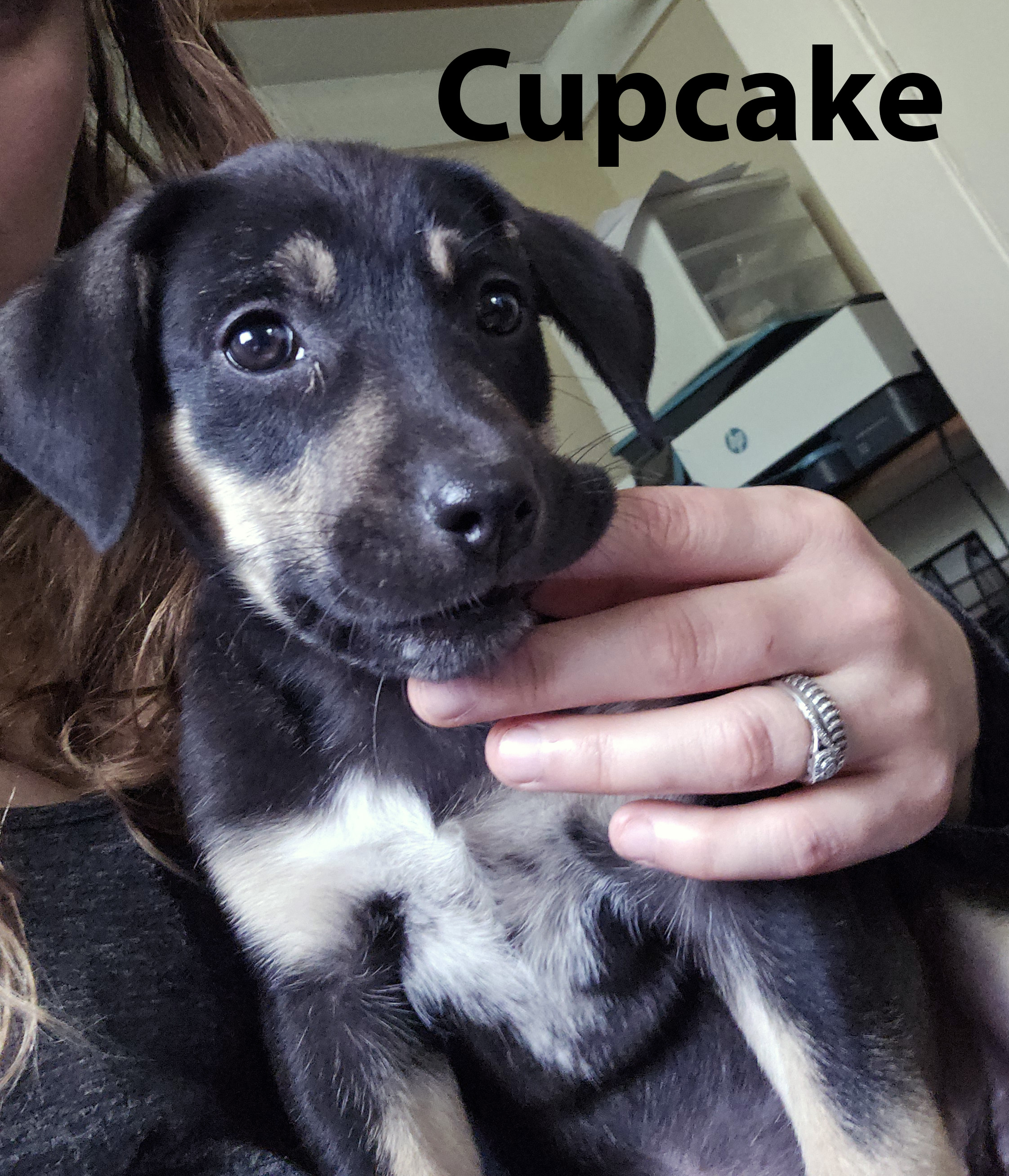 Enlarge Cupcake, a Adopted mixed breed in Georgetown, TX image 2/5