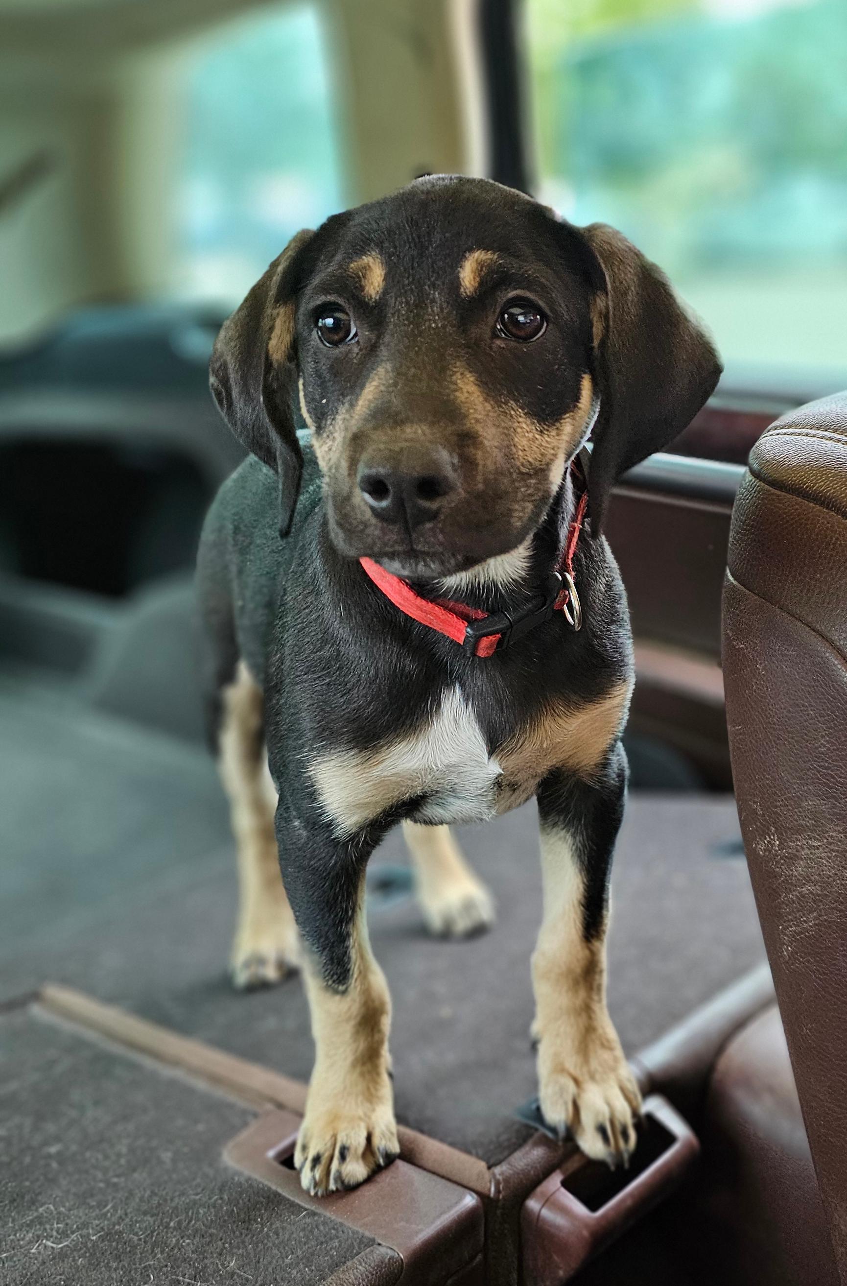 Enlarge Cupcake, a Adopted mixed breed in Georgetown, TX image 3/5