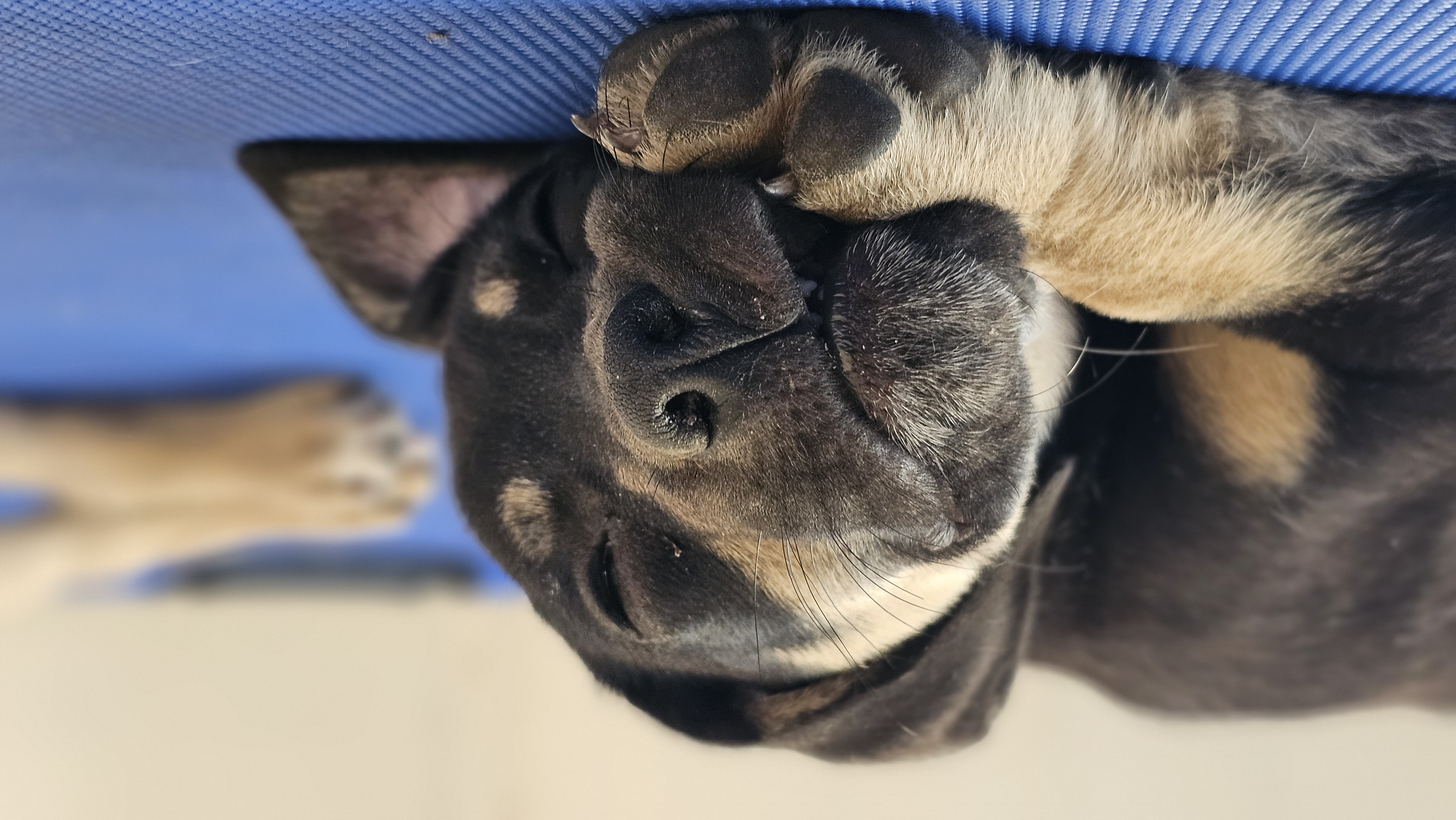 Enlarge Cupcake, a Adopted mixed breed in Georgetown, TX image 4/5