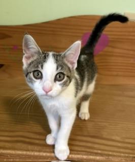 Romeo, an adopted Domestic Short Hair in New Cumberland, PA image 2/2