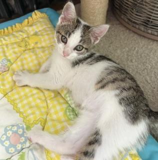Romeo, an adopted Domestic Short Hair in New Cumberland, PA image 1/2