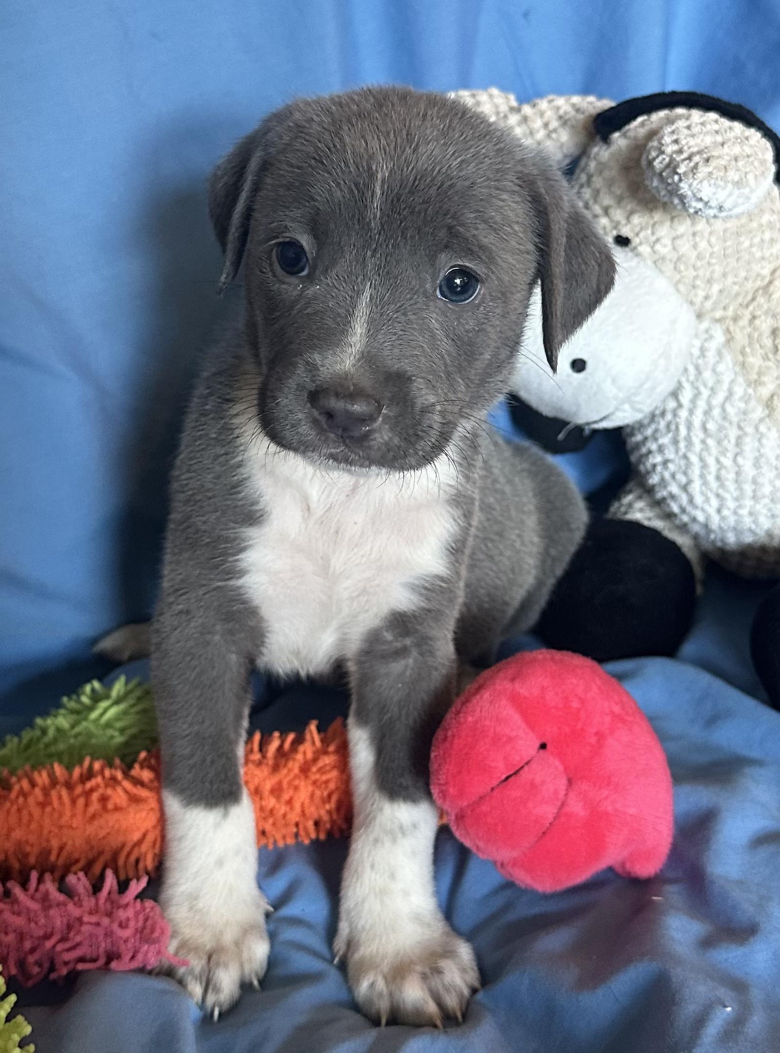 Blueberry